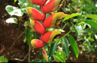        pura vida gardens crab claw heliconia 
  - Costa Rica