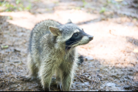        Raccoon Staring At Person Parque Simon Bolivar San Jose
  - Costa Rica