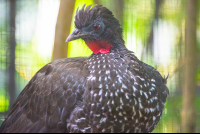        crested guan parque simon bolivar san jose 
  - Costa Rica