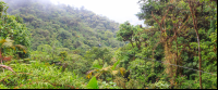        skytrek over a valley 
  - Costa Rica