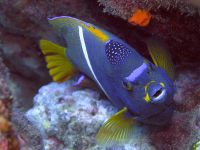        purple yellow fish 
  - Costa Rica