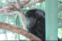        monkey by pole 
  - Costa Rica