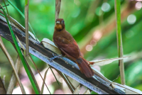 Brown Bird
 - Costa Rica