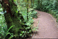        monetverde cloud forest reserve trail 
  - Costa Rica