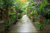 evergreen lodge path 
 - Costa Rica