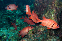 Cocos Bigscalesoldierfish
 - Costa Rica