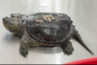        Turtle Recovering From A Broken Shell At Parque Simon Bolivar
  - Costa Rica