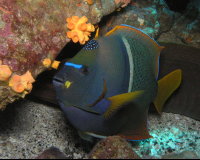        fish underwater 
  - Costa Rica