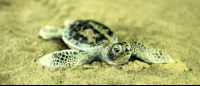        sea turtle conservancy baby turtle replica 
  - Costa Rica