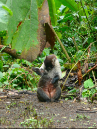 Coatimundi Grooming Santa Elena Reserve Monteverde
 - Costa Rica