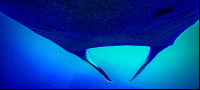 View From Below A Giant Manta Ray
 - Costa Rica