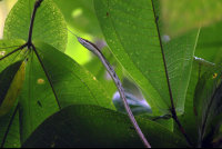 Tirimbina Vine Snake
 - Costa Rica