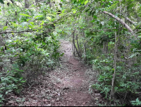 trail samara trails hike 
 - Costa Rica