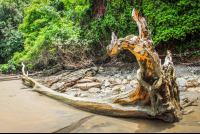        pinuelas beach attraction driftwood 
  - Costa Rica