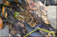 fer de lance at sirena ranger station corcovado national park 
 - Costa Rica