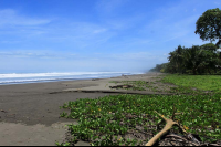 bejuco beach log 
 - Costa Rica