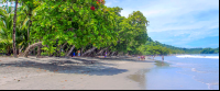        espadilla beach trees 
  - Costa Rica