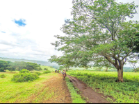 Borinquen Horseback Trail Flat Tree Rincon De La Vieja
 - Costa Rica