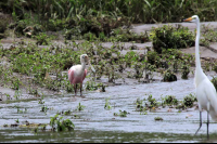        crocodile safari tour roseate spoonbill 
  - Costa Rica