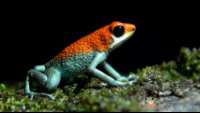 granular poision frog.png
 - Costa Rica