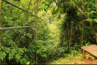 midworld canopy 
 - Costa Rica