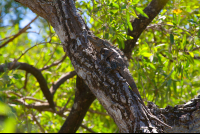        Black Spiny Tailed Iguana Nosara Reserve  Edit
  - Costa Rica