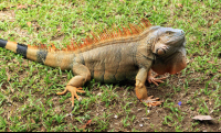 Anhinga Lodge Green Iguana On The Grass
 - Costa Rica