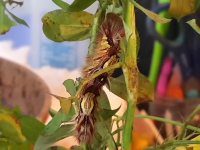        Larvae On Leaf At Lab Montezuma Butterfly Garden
  - Costa Rica