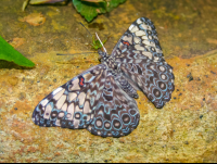 Clipper Butterfly On A Rock Waterfall Gardens
 - Costa Rica