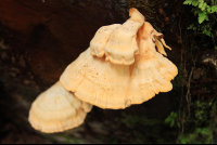        san gerardo mushrooms 
  - Costa Rica