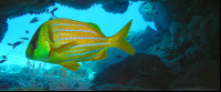        Fish Underwater Cave
  - Costa Rica