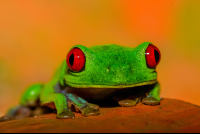 red eye green tree frog playa nicueza 
 - Costa Rica