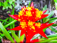 Bromeliad Flower
 - Costa Rica