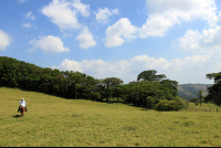 helaconia ranch pasture 
 - Costa Rica