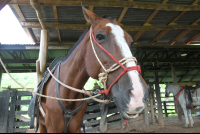 horse punta islita 
 - Costa Rica