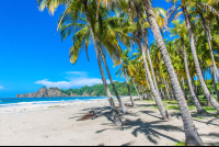        Palm Tree Line Trunks On Playa Carrillo Northern End
  - Costa Rica