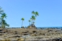 Palm Trees On Rocks Hike From Sirena To La Leona Ranger Station Corcovado National Park
 - Costa Rica