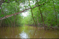        damas mangroves 
  - Costa Rica