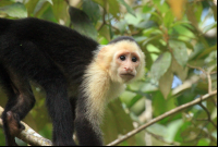 evergreen lodge capuchin 
 - Costa Rica