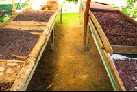 Cacao Seeds On Drying Rooms Finca Kobo Chocolate Tour
 - Costa Rica