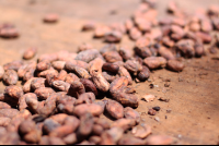 tirimbina drying cocoa beans 
 - Costa Rica