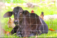 Veal Behind A Fence Sierpe Mangler
 - Costa Rica