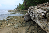        playa chiquita coast driftwood 
  - Costa Rica