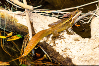        Basilisk Curu
  - Costa Rica