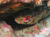        fish underwater 
  - Costa Rica