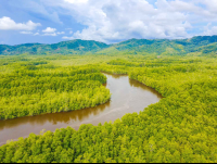 sierpe wetlands aerial views 
 - Costa Rica