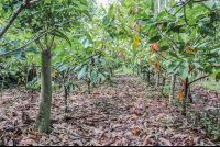 Rows Of Cacao Trees Finca Kobo Chocolate Tour
 - Costa Rica