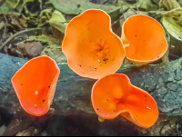 Orange Mushrooms Cabo Blanco Reserve
 - Costa Rica