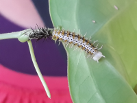        Black Yellow White Larvae Montezuma Butterfly Gardens
  - Costa Rica