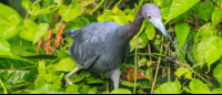 tortuguero national park attraction blue heron 
 - Costa Rica